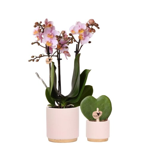 Roze orchidee en hartjesplant in sierpotten